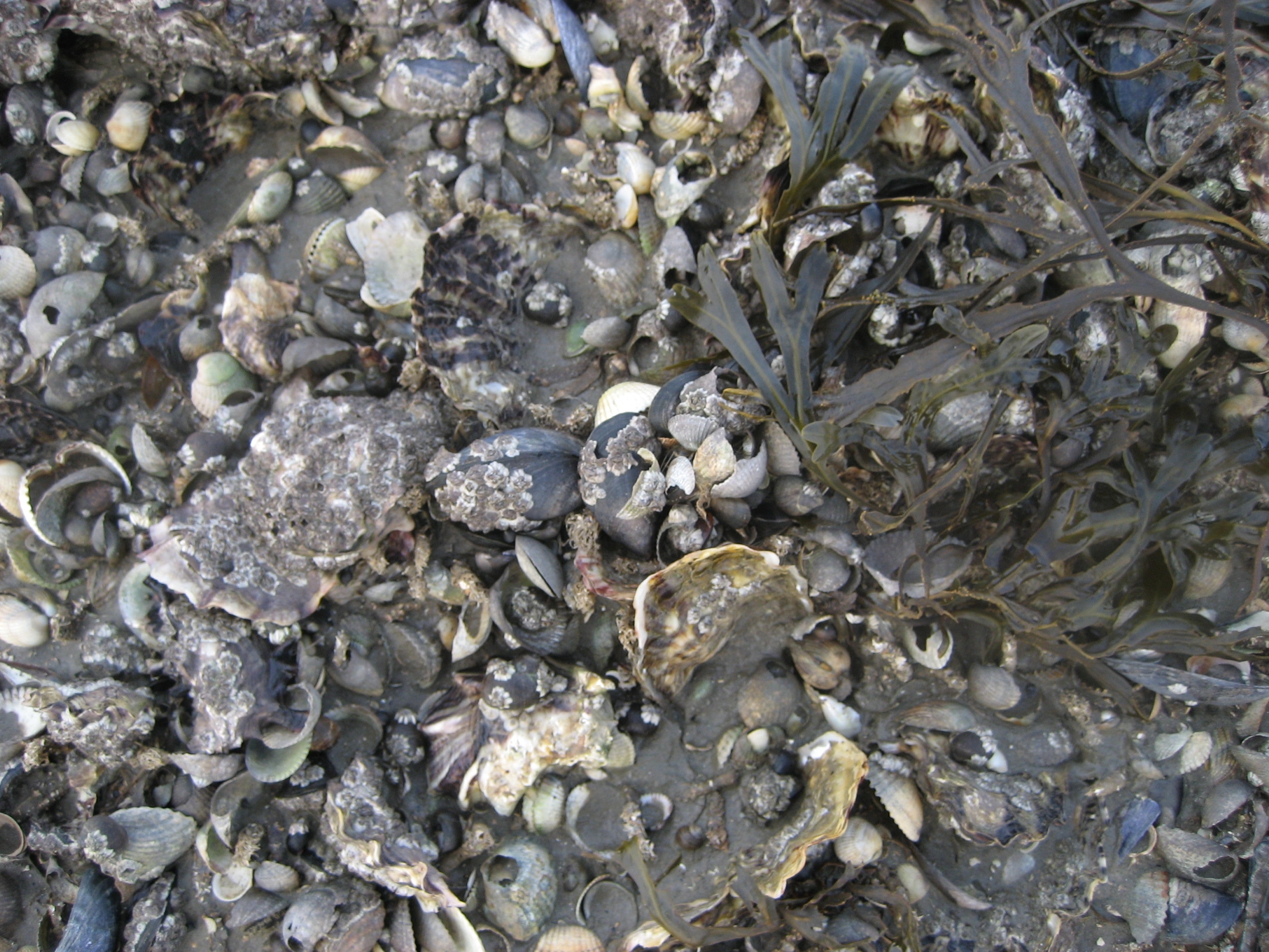 Las ostras – Martín Cristal